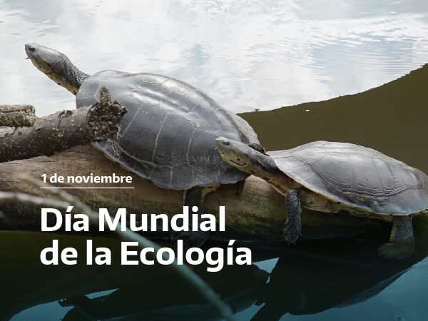 Día Mundial de la Ecología