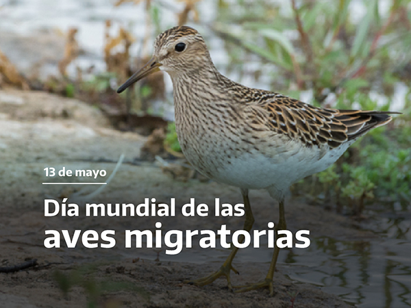 Día Mundial de las Aves Migratorias