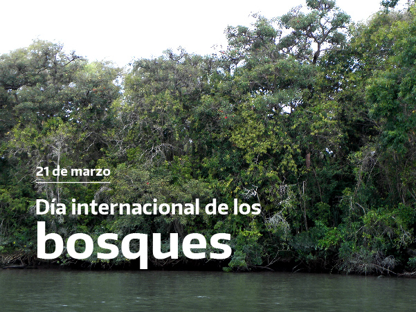 Día Internacional de los Bosques 