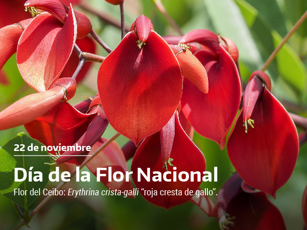 Flor del Ceibo 