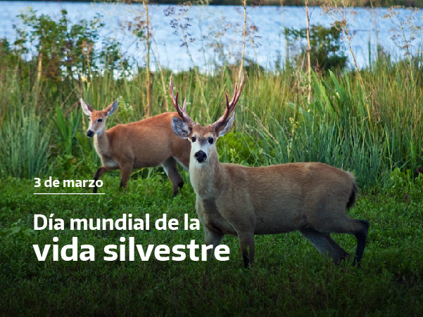 Día Mundial de la Vida Silvestre