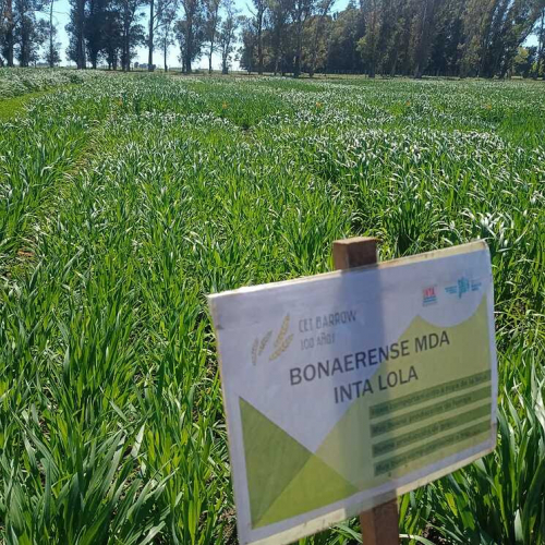 El MDA inscribió dos nuevas variedades de avena en el INASE