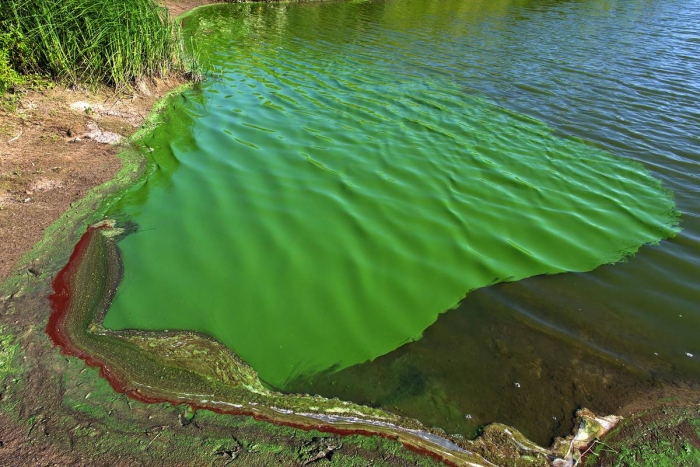 La Subsecretaría de Recursos Hídricos lanza el sistema de alerta temprana por cianobacterias