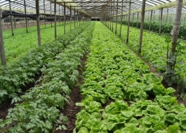 APRUEBAN PROYECTOS HORTÍCOLAS AGROECOLÓGICOS PARA 2400 PRODUCTORES