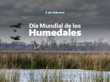 Humedales