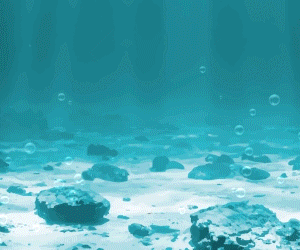 Vidas Submarinas 